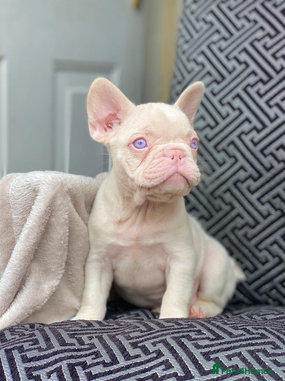 French Bulldog dogs for sale: Unique Pink/Fluffy French bulldogs READY - Image 8