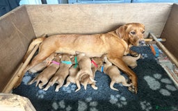 Labrador Retriever dogs for sale: KC Registered Fox Red Labrador Puppies  - Image 8
