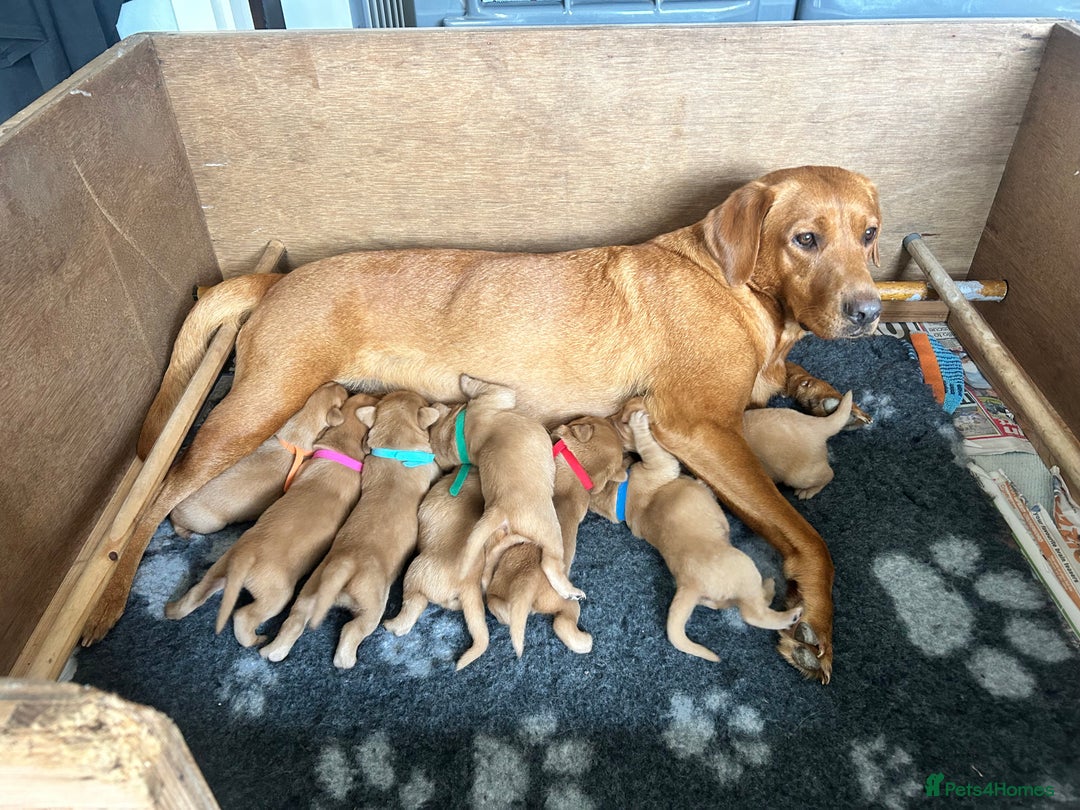 Labrador Retriever dogs for sale: KC Registered Fox Red Labrador Puppies  - Image 8