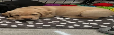 Labrador Retriever 3