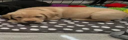 Labrador Retriever dogs for sale: Ready now litter of KC reg Labrador puppies  - Advert 4