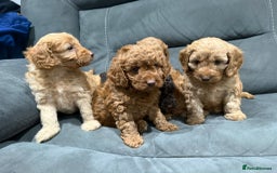 Cockapoo dogs for sale: All female fluffy Cockapoo puppies - Advert 16