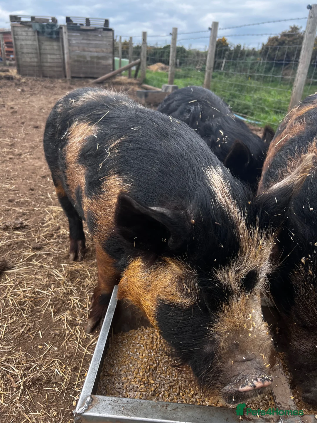 Pig livestock for sale: Various age Kune Kune cross pigs - Advert 2