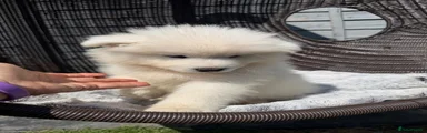 Samoyed 4