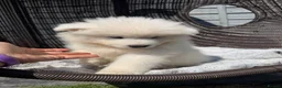 Samoyed dogs for sale: Beautiful Samoyed Puppies .    - Advert 12