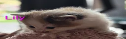 Siberian cats for sale: Adorable Siberian kittens - Advert 22