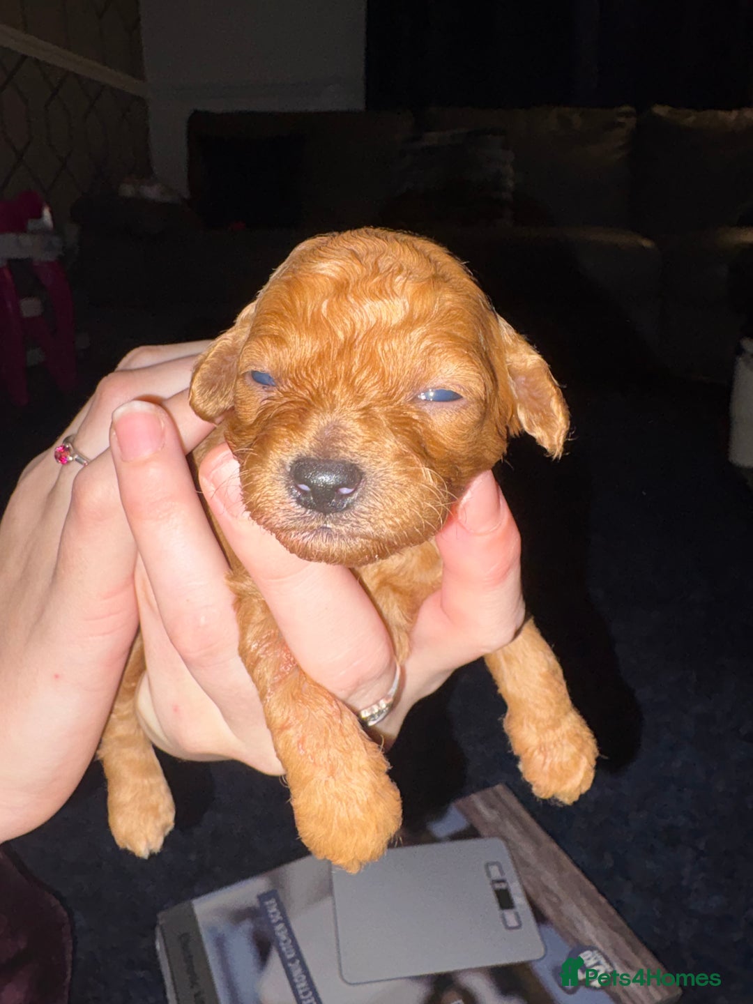 Shihpoo dogs for sale: ✨ Gorgeous Shihpoo Puppies – Ready 31st January ✨ - Advert 7