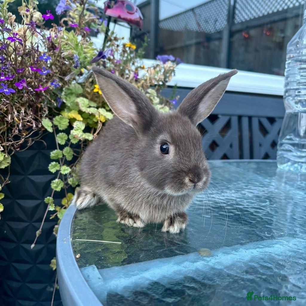 Mini Lop rabbits Female chocolate otter / black self cross - Advert 1