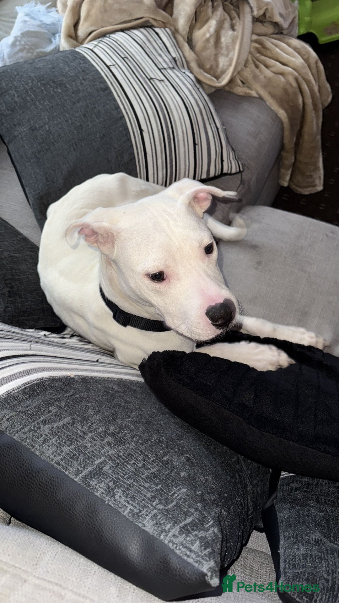 Mixed Breed dogs for sale: Rehoming, American bulldog mixed - Advert 1