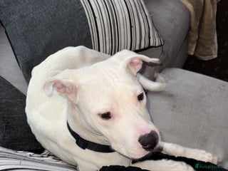 Mixed Breed dogs Rehoming, American bulldog mixed - Advert 1