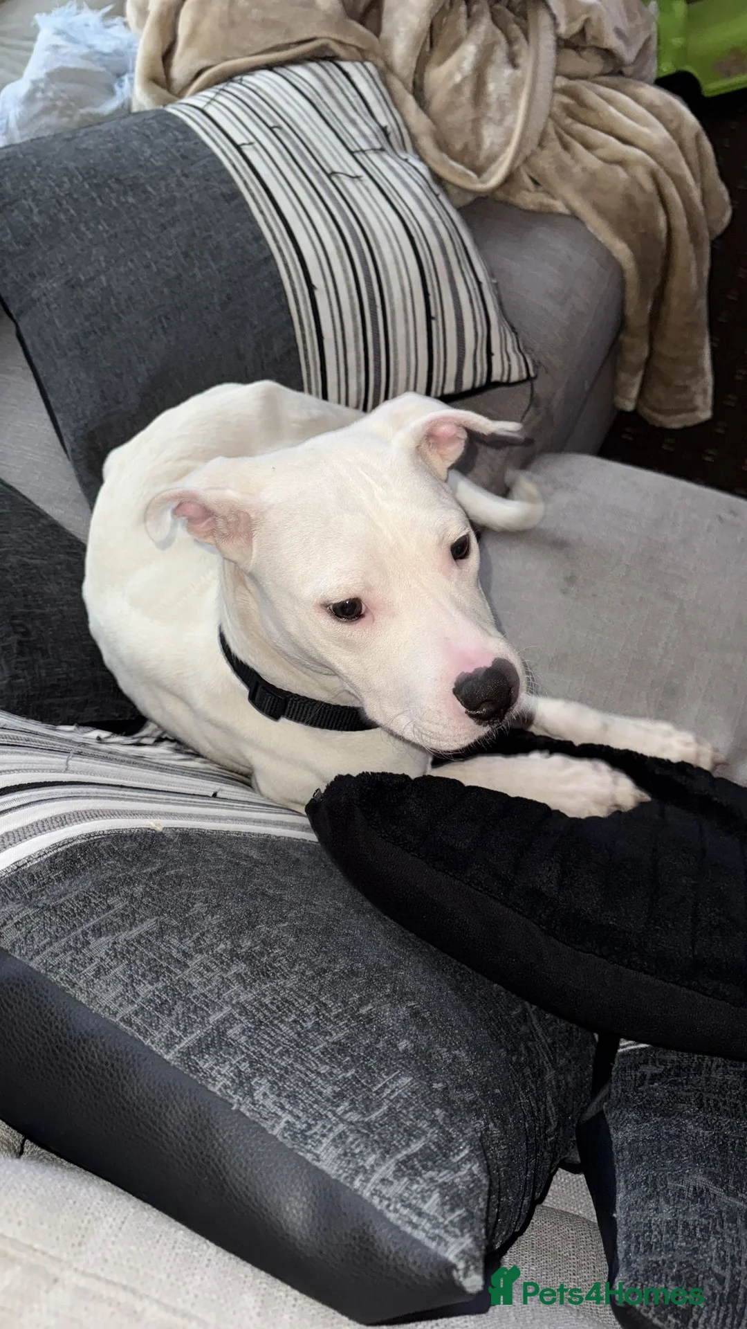 Mixed Breed dogs for sale: Rehoming, American bulldog mixed - Advert 1