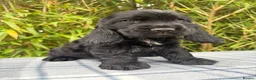 Cocker Spaniel dogs for sale: READY NOW😍 line quality show cockers - Advert 27