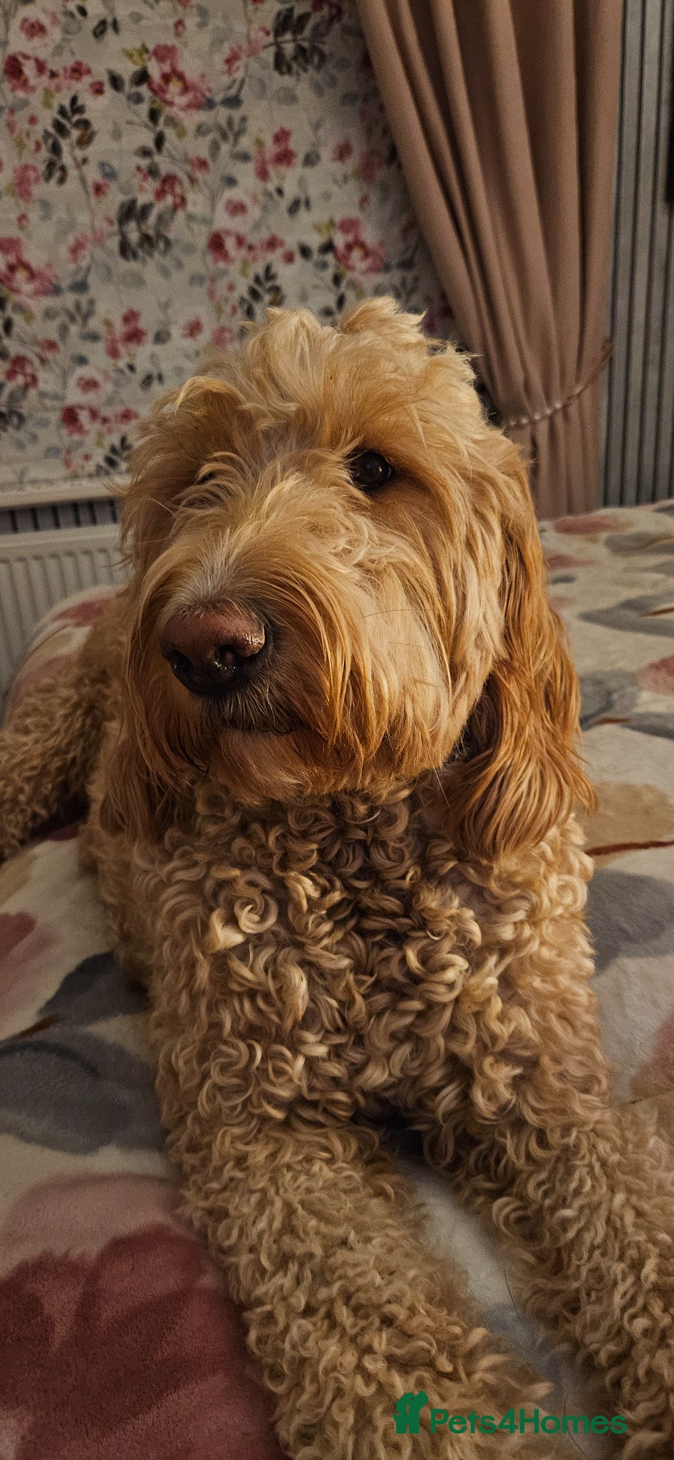 Double Doodle dogs Double Doodle Puppies - Advert 1