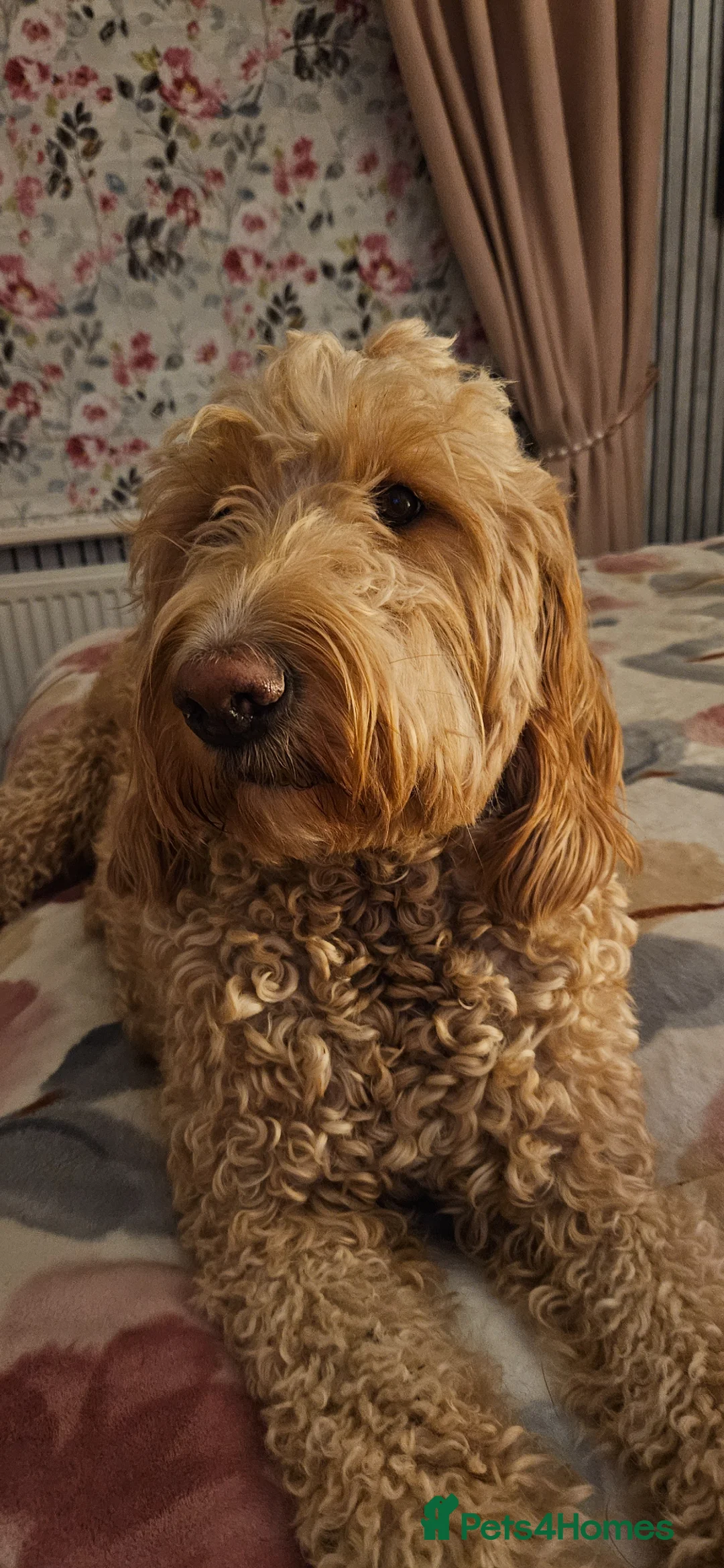 Double Doodle dogs for sale: Double Doodle Puppies in Bristol - Advert 1