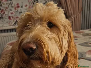 Double Doodle dogs Double Doodle Puppies - Advert 1