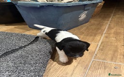English Springer Spaniel dogs for sale: Gorgeous working English Springer Spaniel Puppies - Image 8