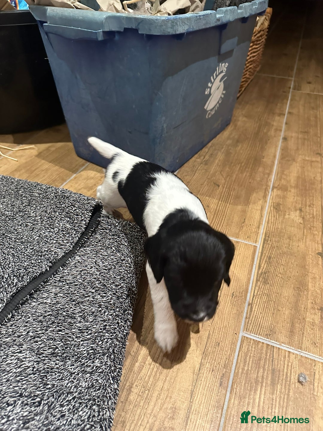English Springer Spaniel dogs for sale: Gorgeous working English Springer Spaniel Puppies - Image 8
