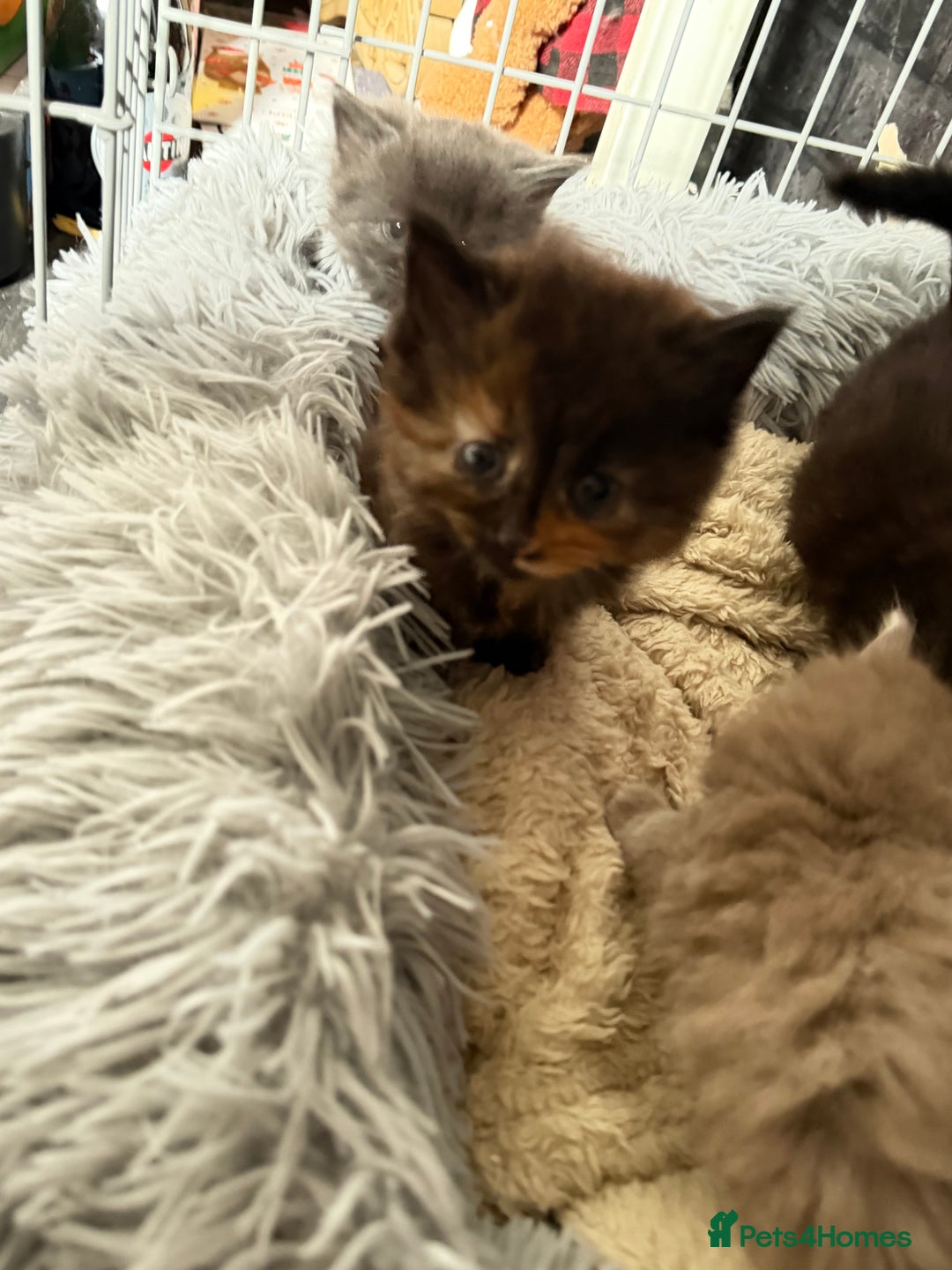 Mixed Breed cats for sale: 5 kittens  - Advert 10