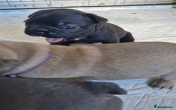 French Bulldog dogs for sale: 2 beautiful litters of French bulldog puppies - Image 23