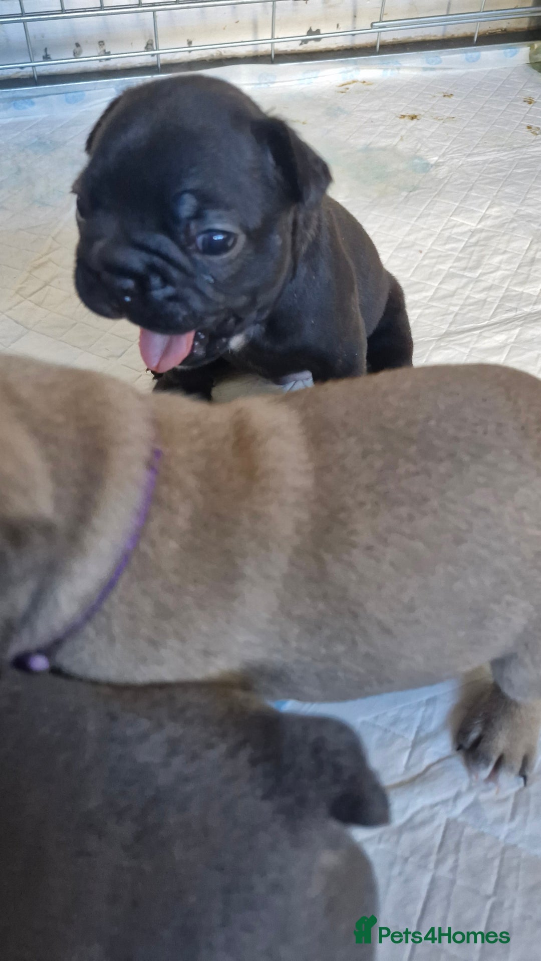French Bulldog dogs for sale: 2 beautiful litters of French bulldog puppies - Image 23