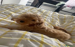 Cockapoo dogs for sale: Dog needs a forever home  - Image 1