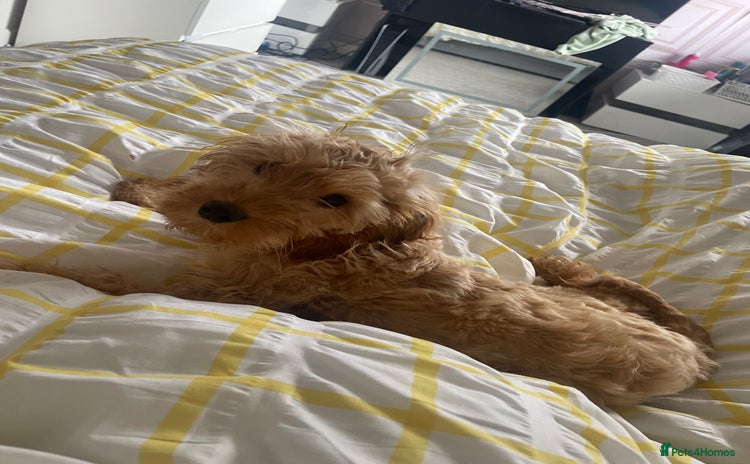 Cockapoo dogs - Advert 7