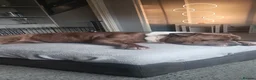 American Bully dogs for stud: Pocket bully for stud  - Advert 5