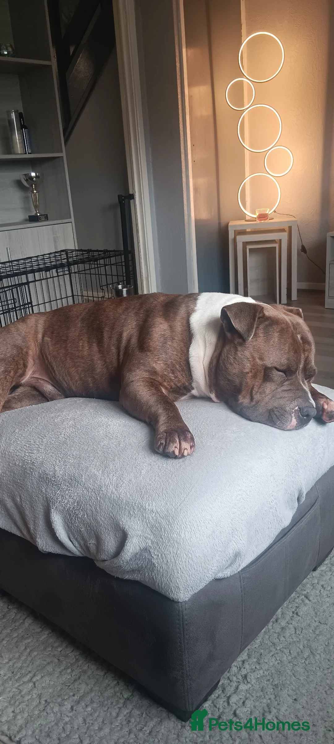 American Bully dogs for stud: Pocket bully for stud  - Advert 5