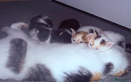 Domestic Shorthair cats for sale: 1 male and 2 female cats for sale - Image 3