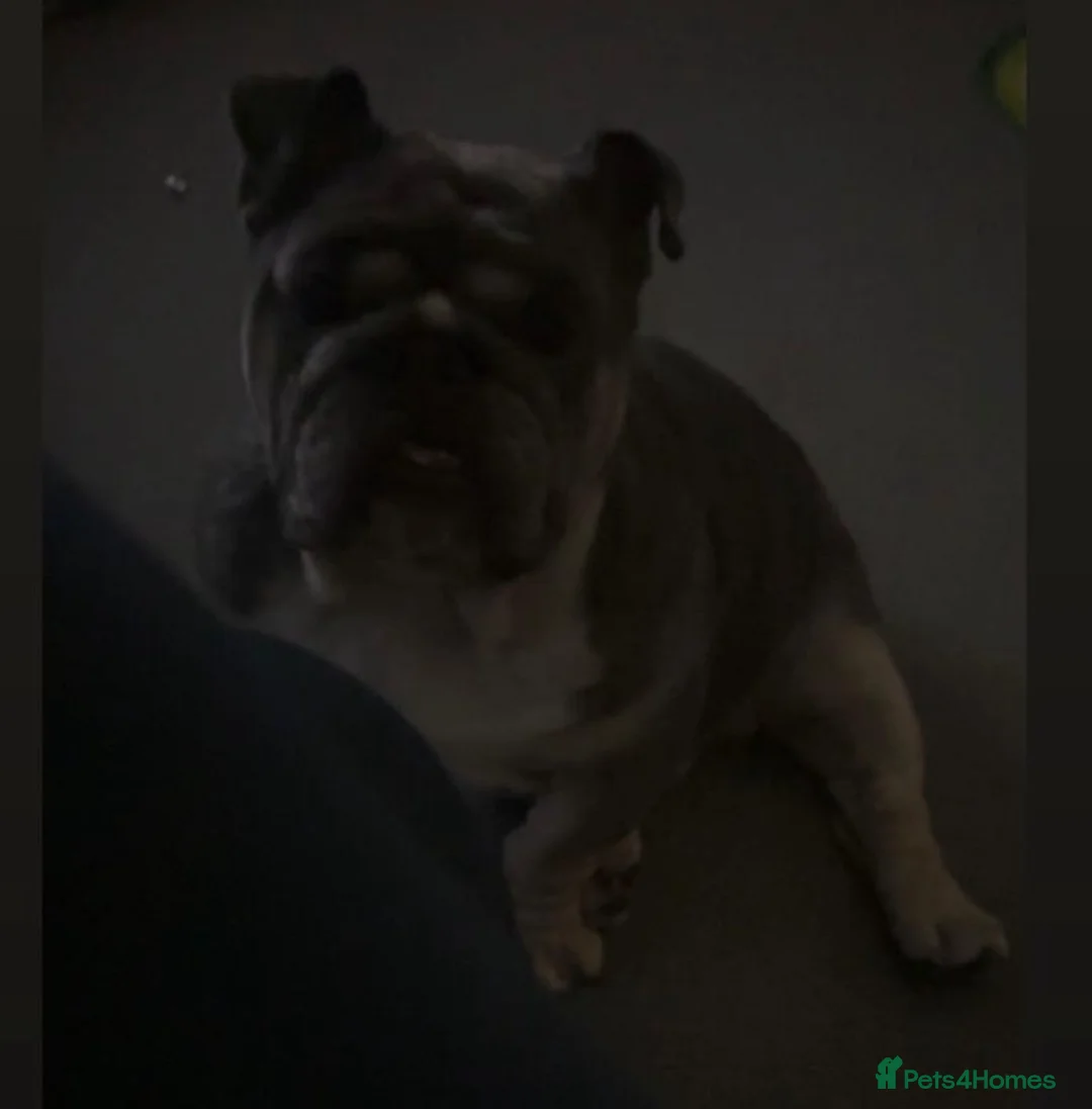English Bulldog dogs for sale: 3 year old British bulldog  - Advert 2