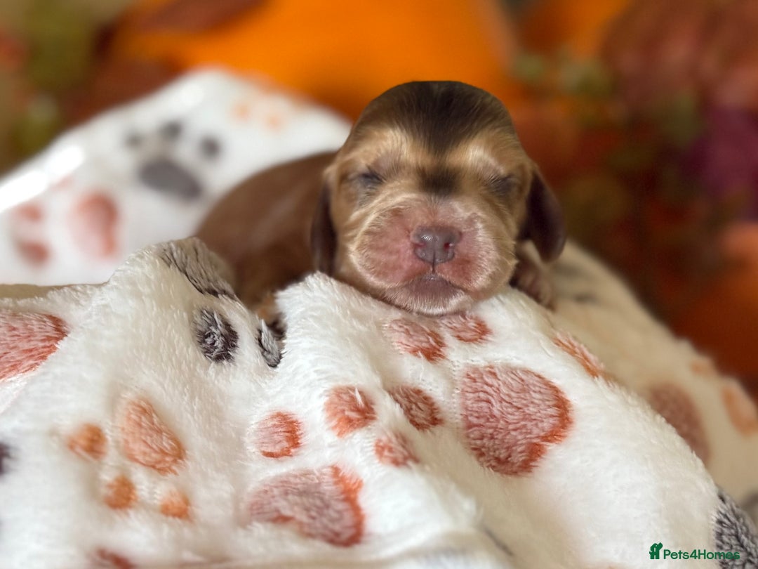 Cocker Spaniel dogs for sale: Stunning 5 Star KC  Show Cocker Spaniels - Image 16