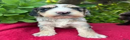 Cockapoo dogs for sale: F1 cockapoo puppies.  - Advert 10