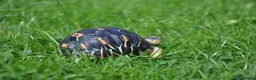 Tortoise reptiles for sale: CB Radiated Tortoise - Advert 4