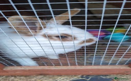 Mini Lion Lop rabbits for sale: Female mini lion lop - Image 3