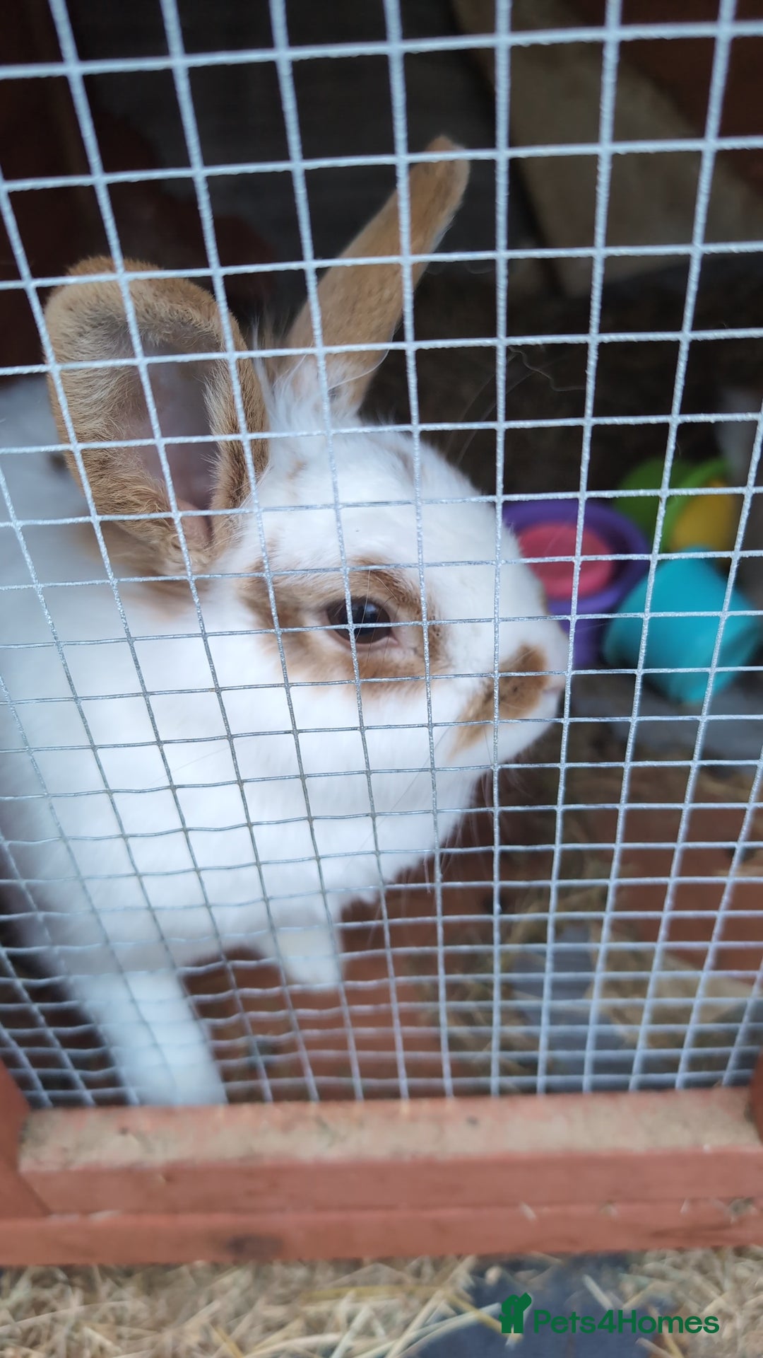 Mini Lion Lop rabbits for sale: Female mini lion lop - Image 3