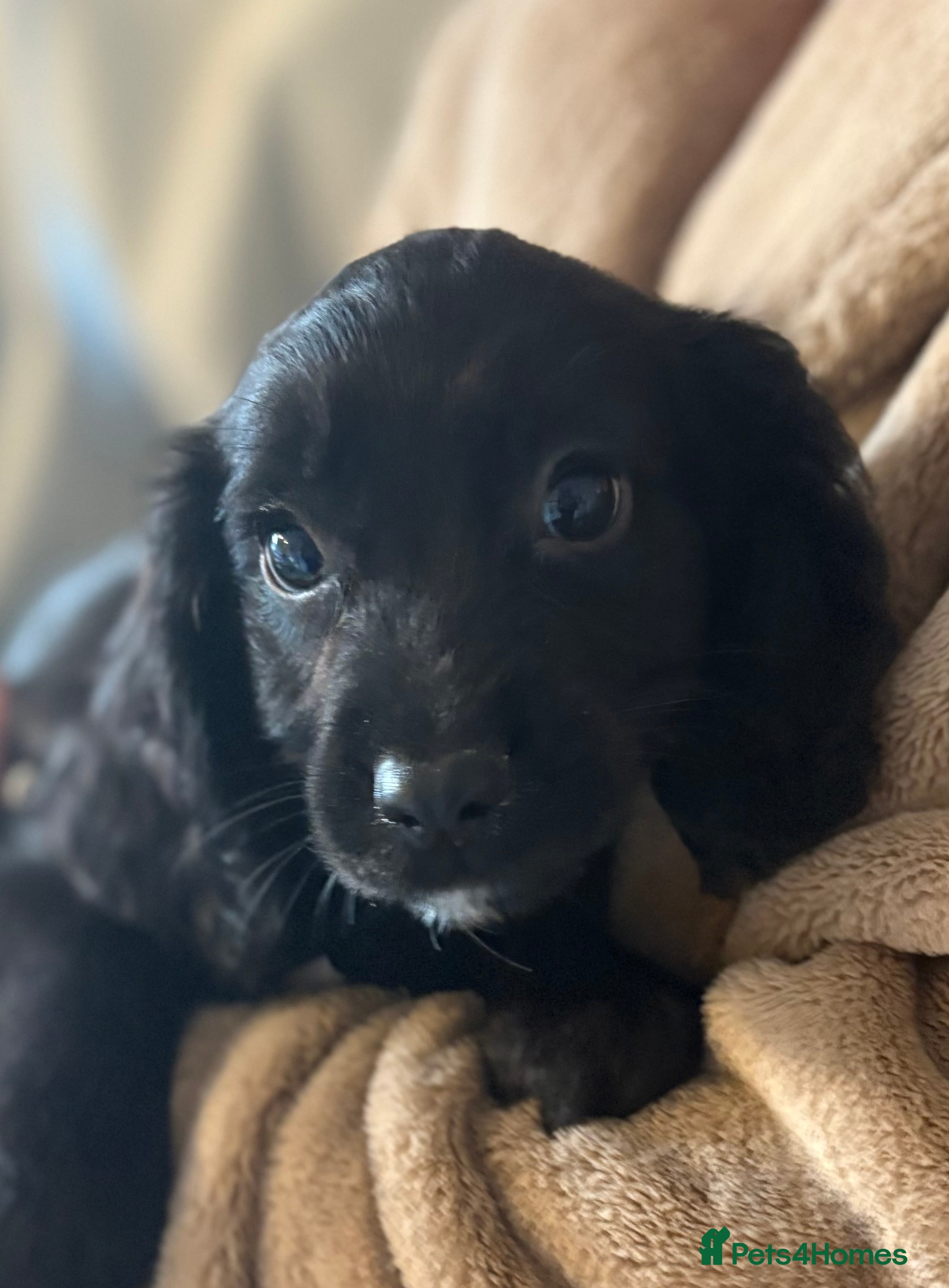 Sprocker dogs Beautiful Sprocker Puppies  - Advert 1