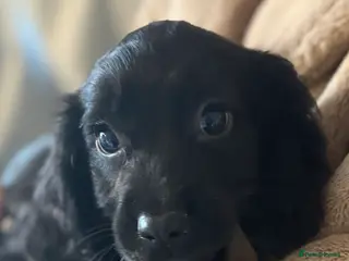 Sprocker dogs Beautiful Sprocker Puppies - Advert 1