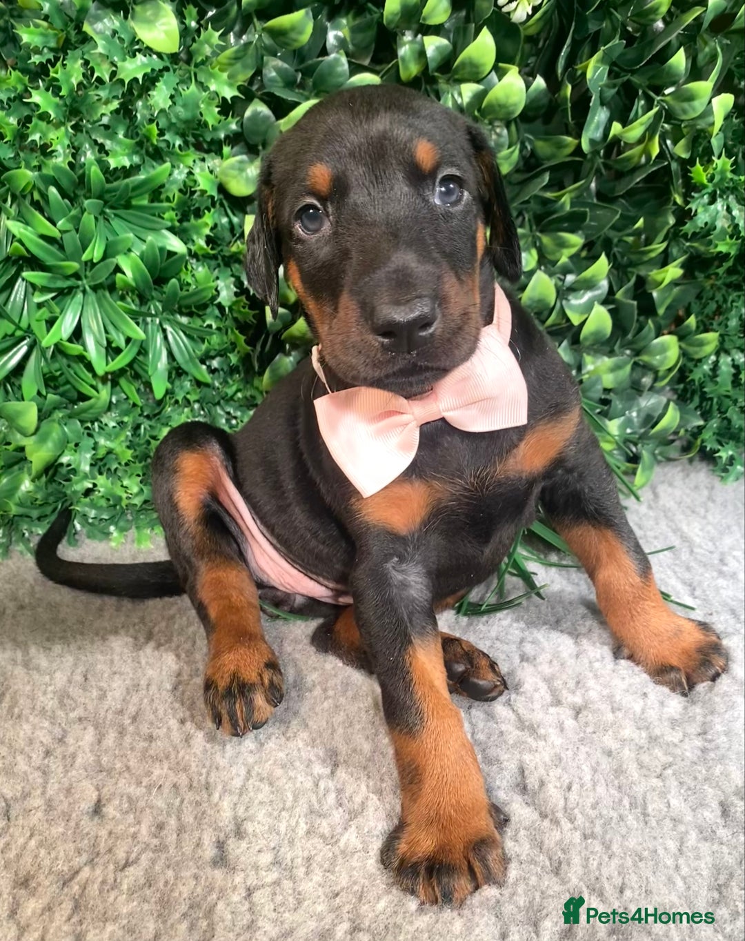 Dobermann dogs for sale: KC REG HEALTH TESTED EUROPEAN DOBERMAN : REDUCED! - Advert 4