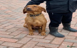 Labrador Retriever dogs for sale: Fox red Labrador puppies - Image 6