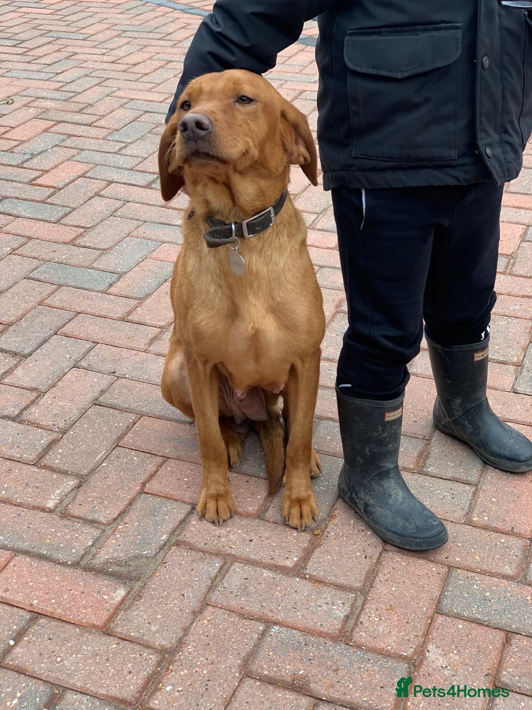 Labrador Retriever dogs for sale: Fox red Labrador puppies - Image 6