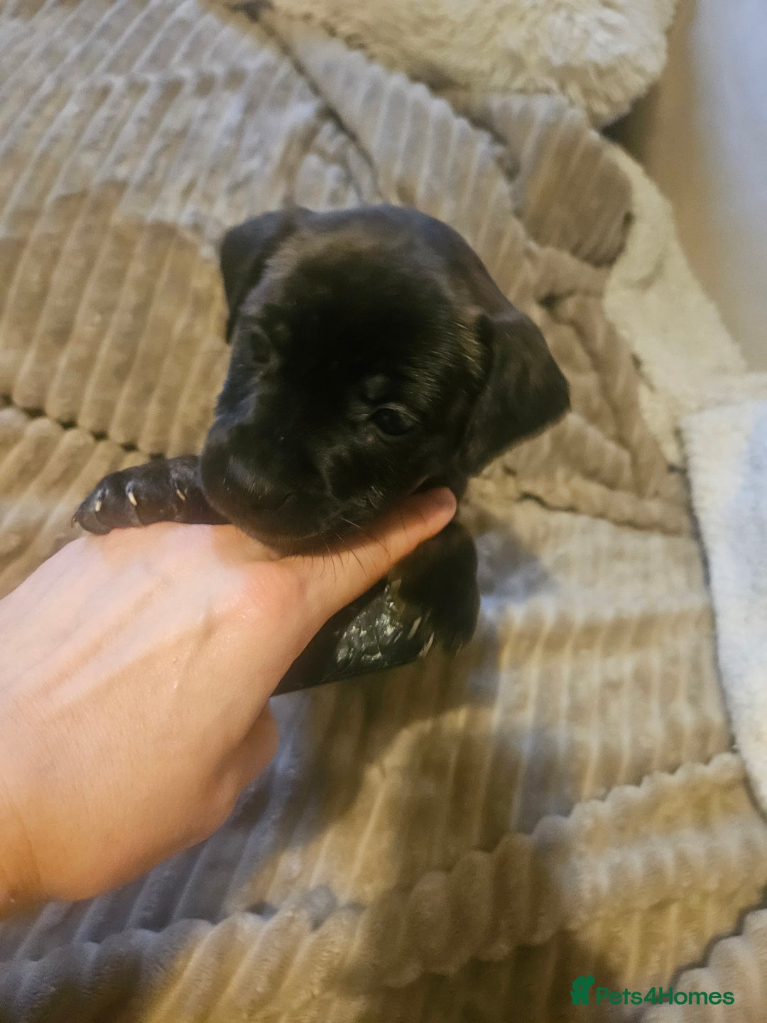 Mixed Breed dogs for sale: Staffy cross jacksui - Advert 7