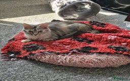 Maine Coon cats for sale: 2 beautiful maine Coon cats  - Image 8