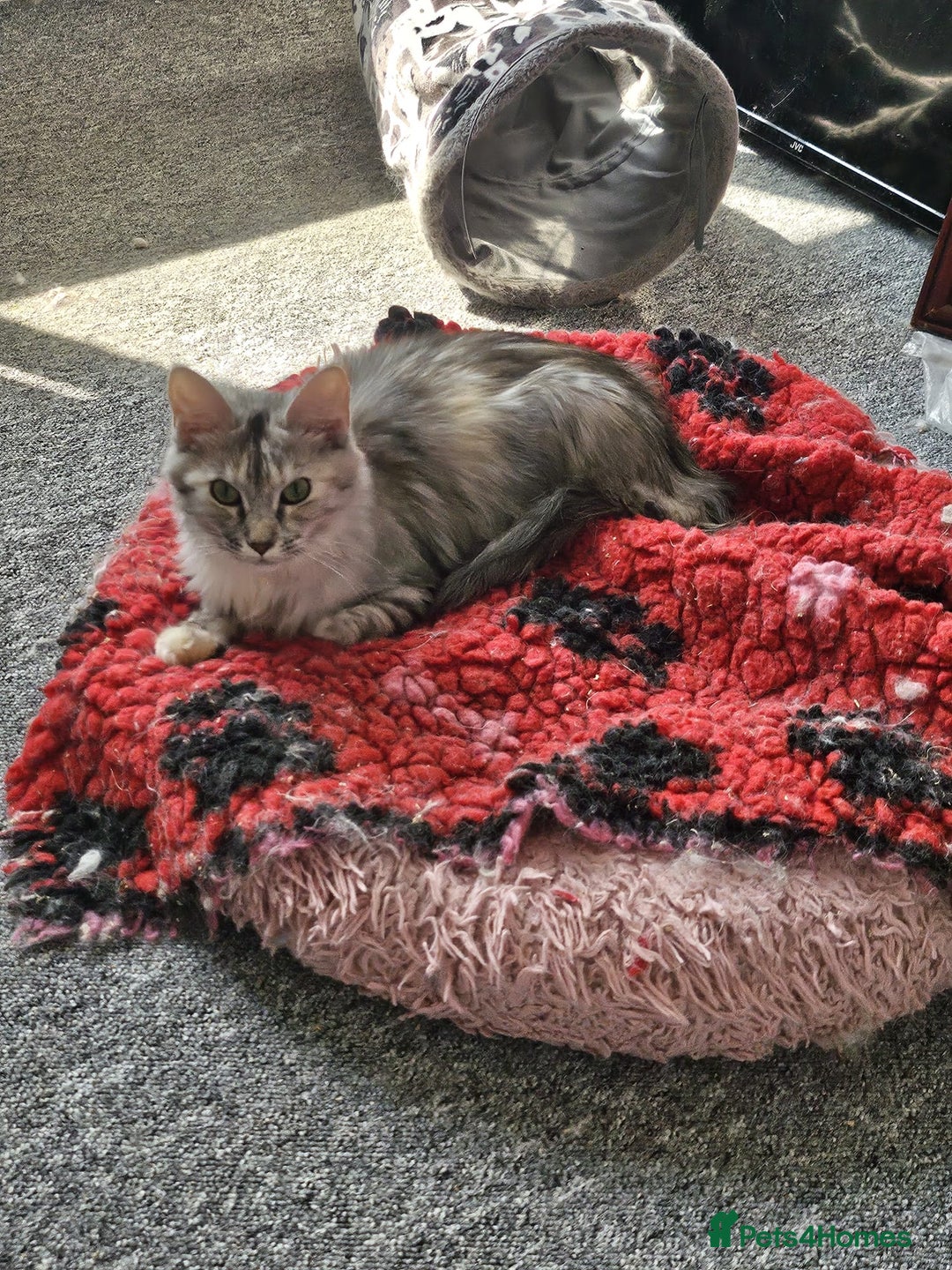 Maine Coon cats for sale: 2 beautiful maine Coon cats  - Image 8