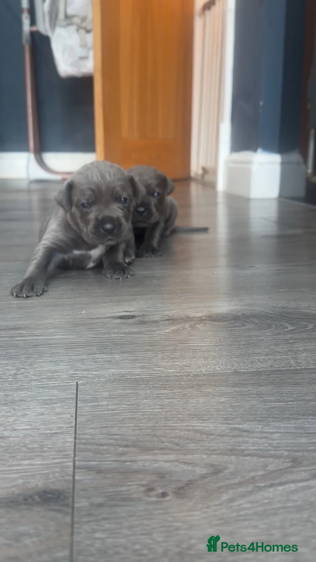 Cane Corso dogs for sale: Full Cane Corso Puppies -Blue/Grey & Black & White - Advert 24