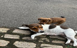 Jack Russell dogs for sale: Jack Russell pups for sale - Image 5