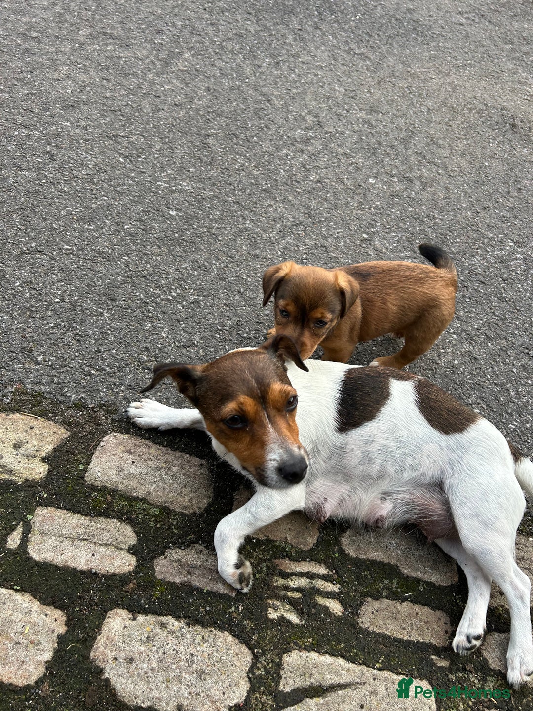 Jack Russell dogs for sale: Jack Russell pups for sale - Image 5