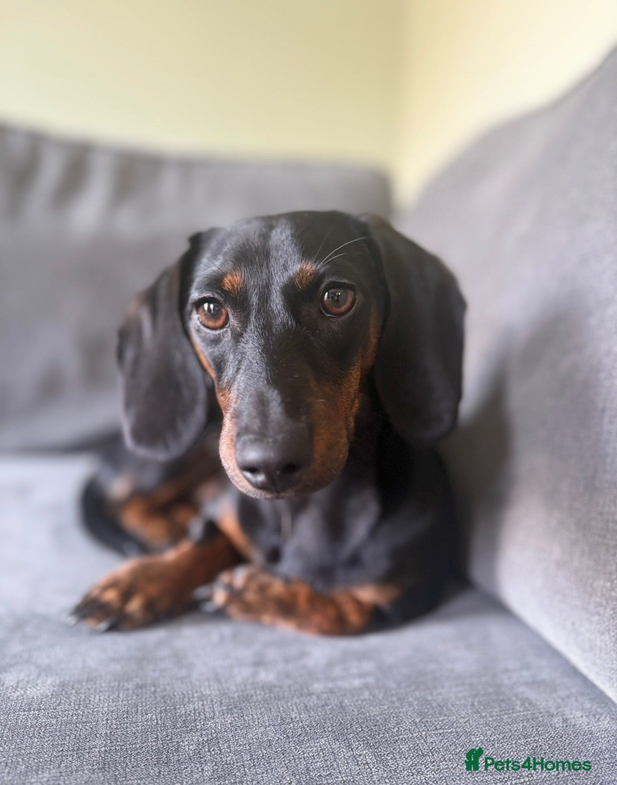 Miniature Dachshund dogs Miniature Dachshund  - Advert 16