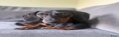 Miniature Dachshund 1