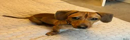 Miniature Dachshund dogs for adoption: Gorgeous Dachshund For Adoption - Advert 2