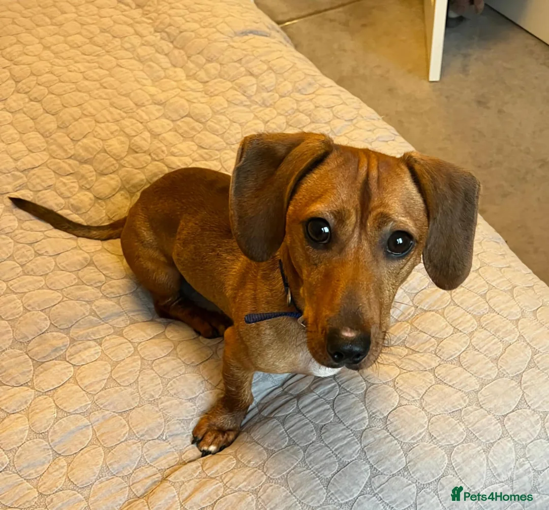 Miniature Dachshund dogs for adoption: Gorgeous Dachshund For Adoption - Advert 2